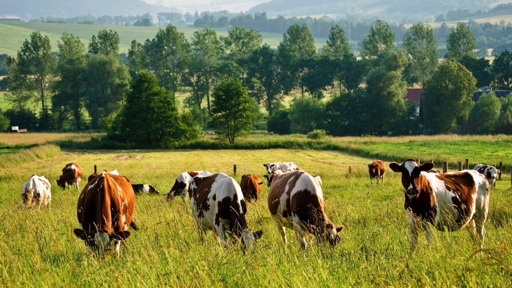 Cows Cows
